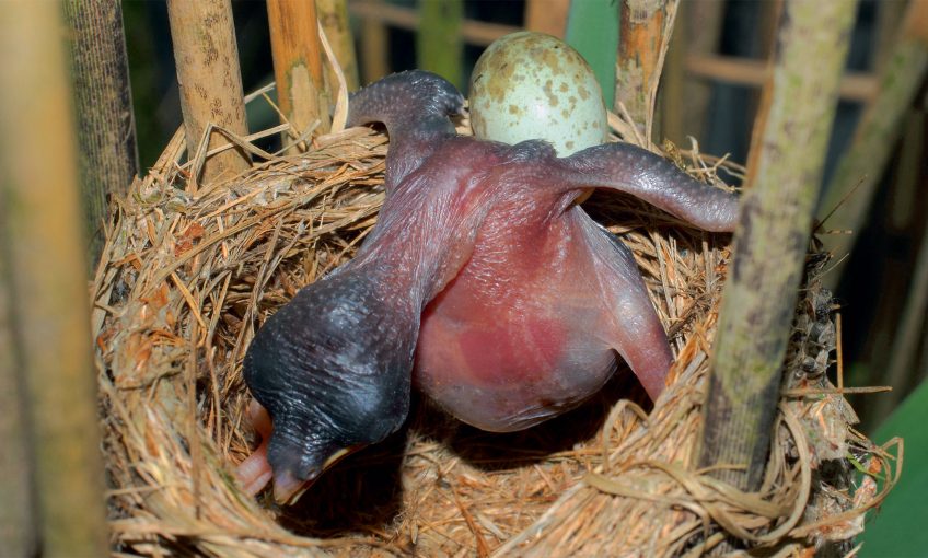 Comment le poussin du coucou gris éjecte-t-il les œufs du nid ?