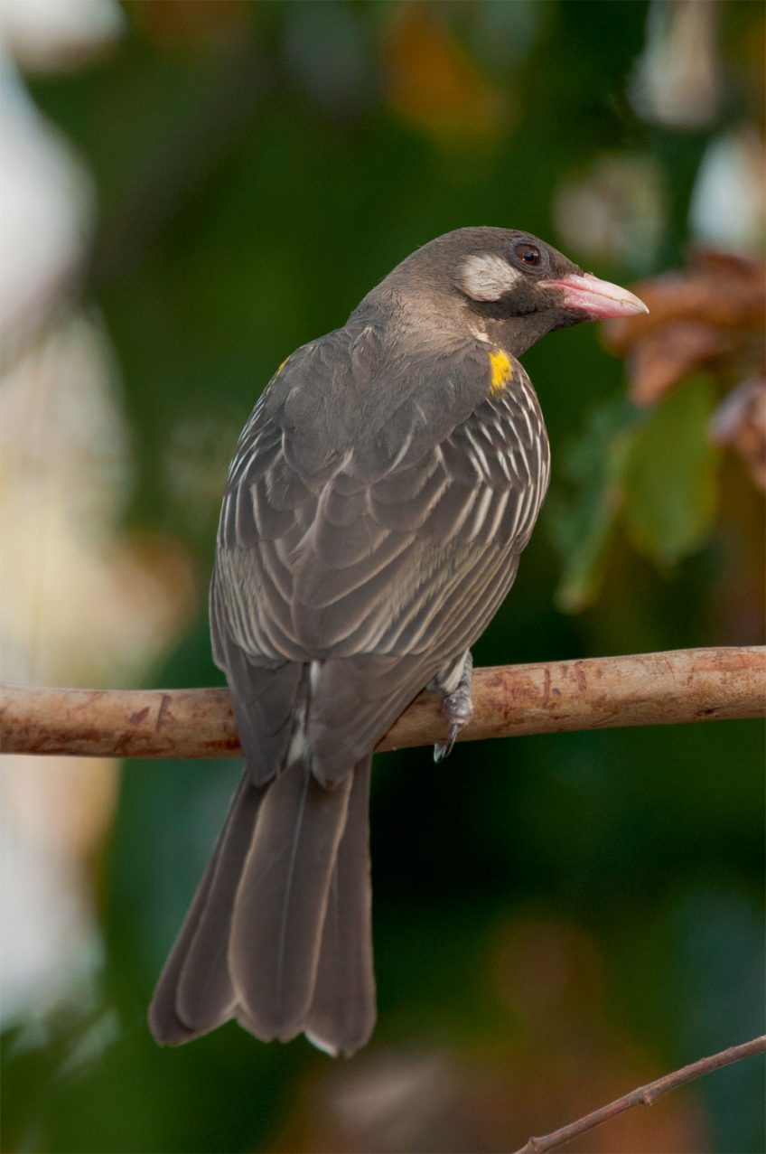 Les oiseaux parasites de couvée autour du monde