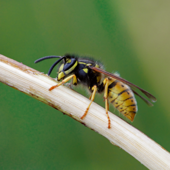 Dave Bevan - Nature Picture Library
