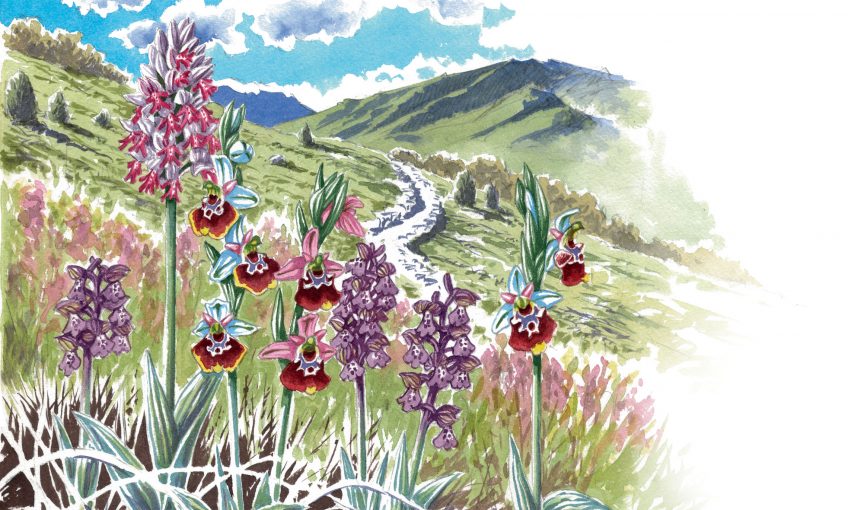 Les orchidées ont des fleurs qui ressemblent à des insectes pour les attirer
