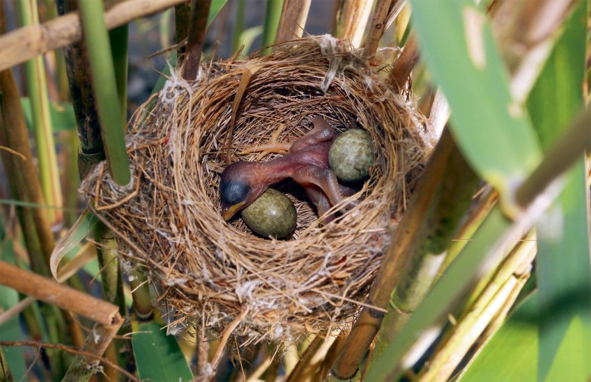 Comment le poussin du coucou gris éjecte-t-il les œufs du nid ?