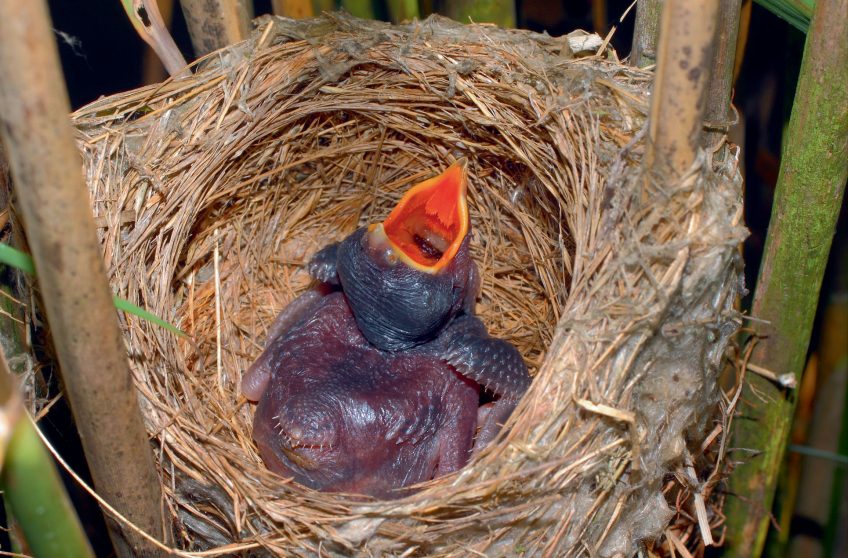Comment le poussin du coucou gris éjecte-t-il les œufs du nid ?