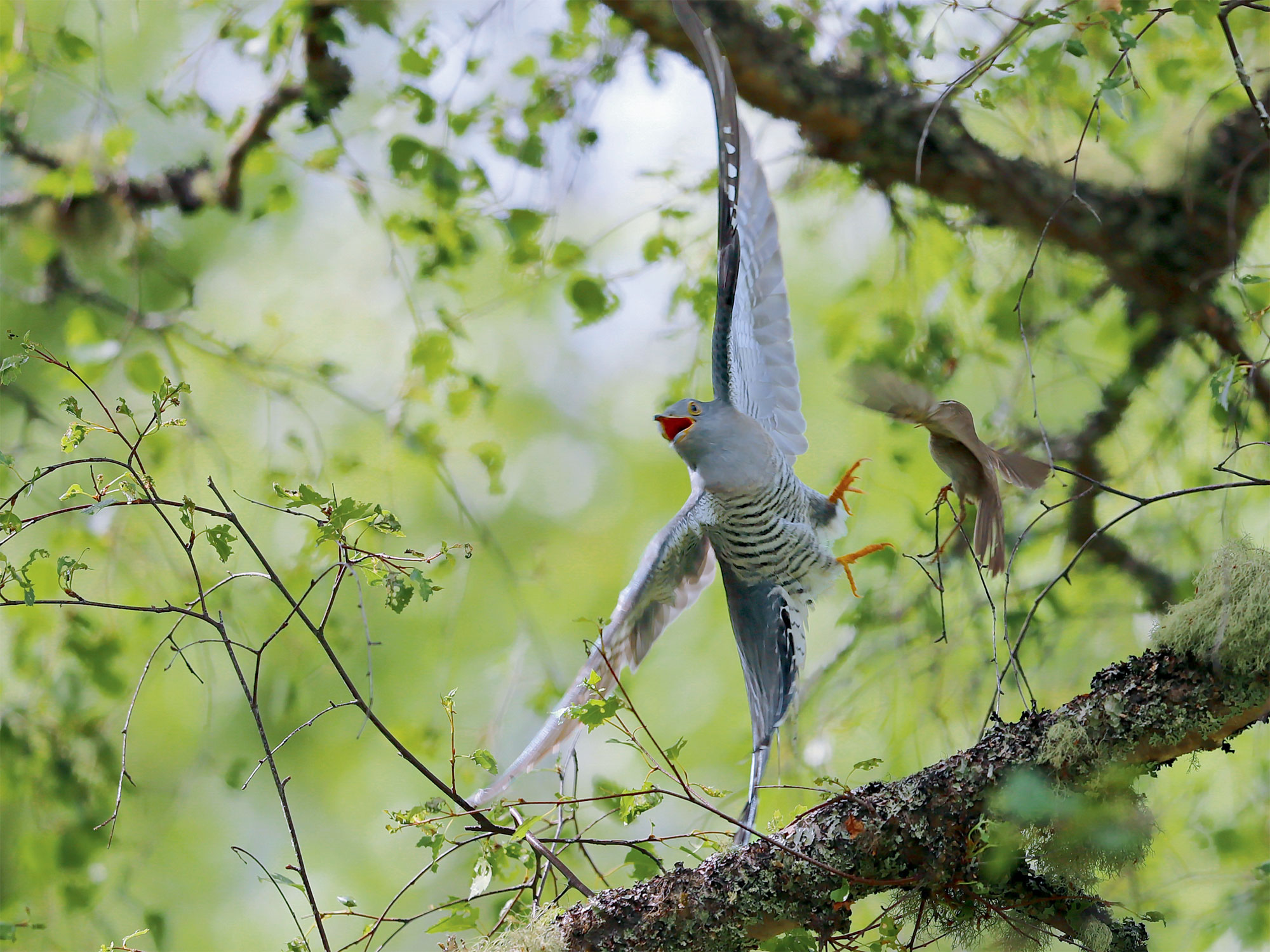 Comment le coucou gris pond-il son œuf dans le nid d'autres oiseaux ?