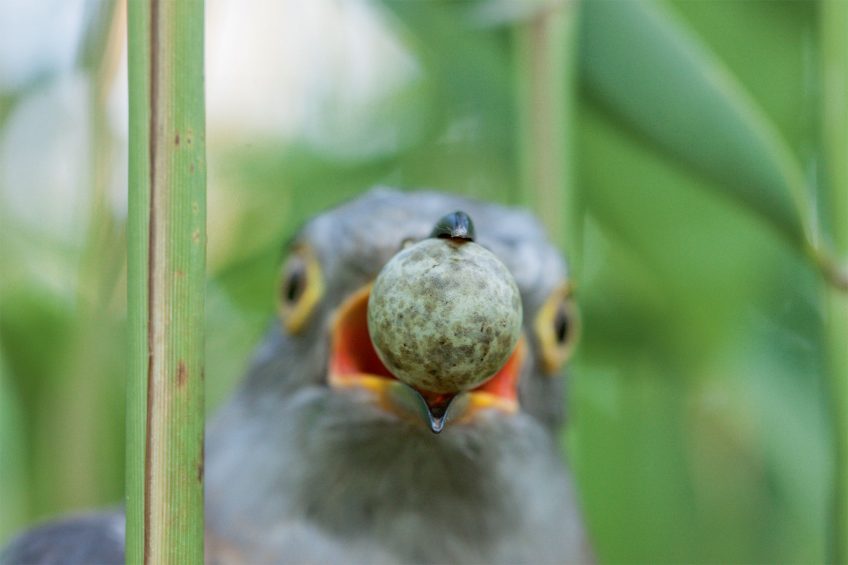 Comment le coucou gris pond-il son œuf dans le nid d'autres oiseaux ?