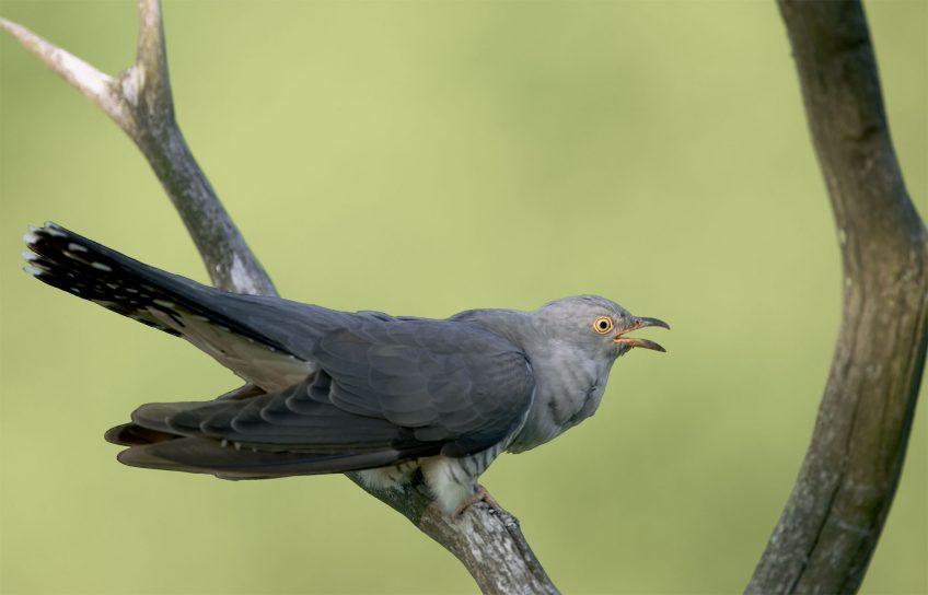 Le coucou gris est un des oiseaux les plus furtifs de nos contrées