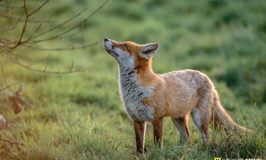 Histoires d'images - L'odyssée du renard