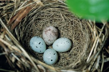 Nature Production - Shutterstock