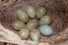 Où se cache le coucou geai dans cette ponte de pie bavarde ? En bas à droite ? Perdu, l’œuf à coloration aberrante est le premier œuf pondu par une jeune femelle. Le parasite est en haut au milieu. 
 / © Jean-Marie Durand