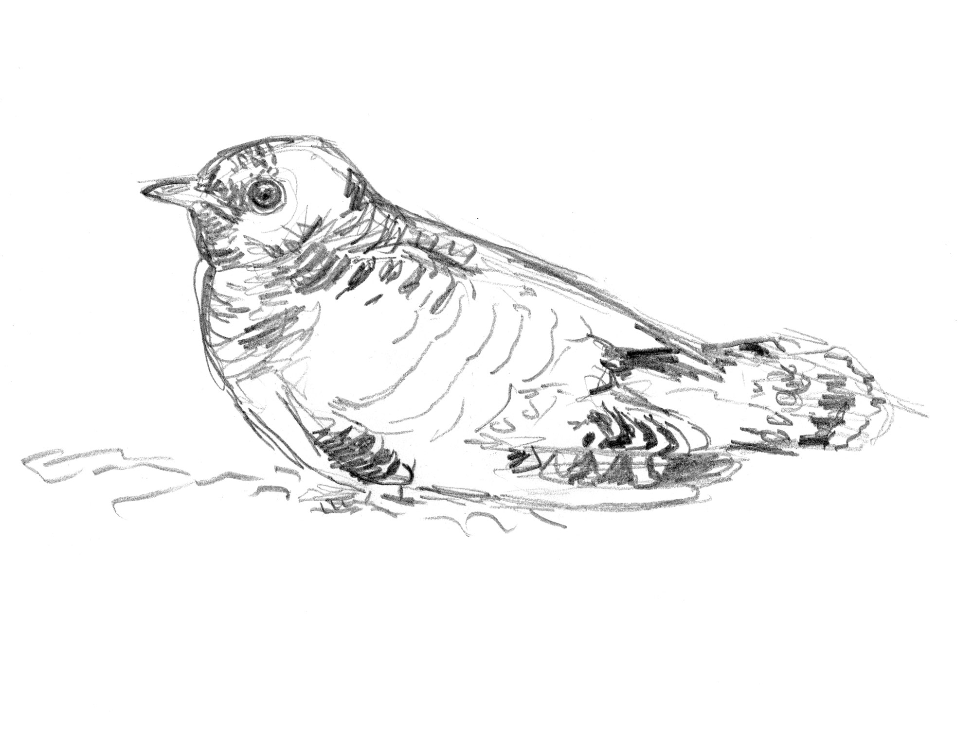 Les dessins de coucou gris du peintre naturaliste Jean Chevallier