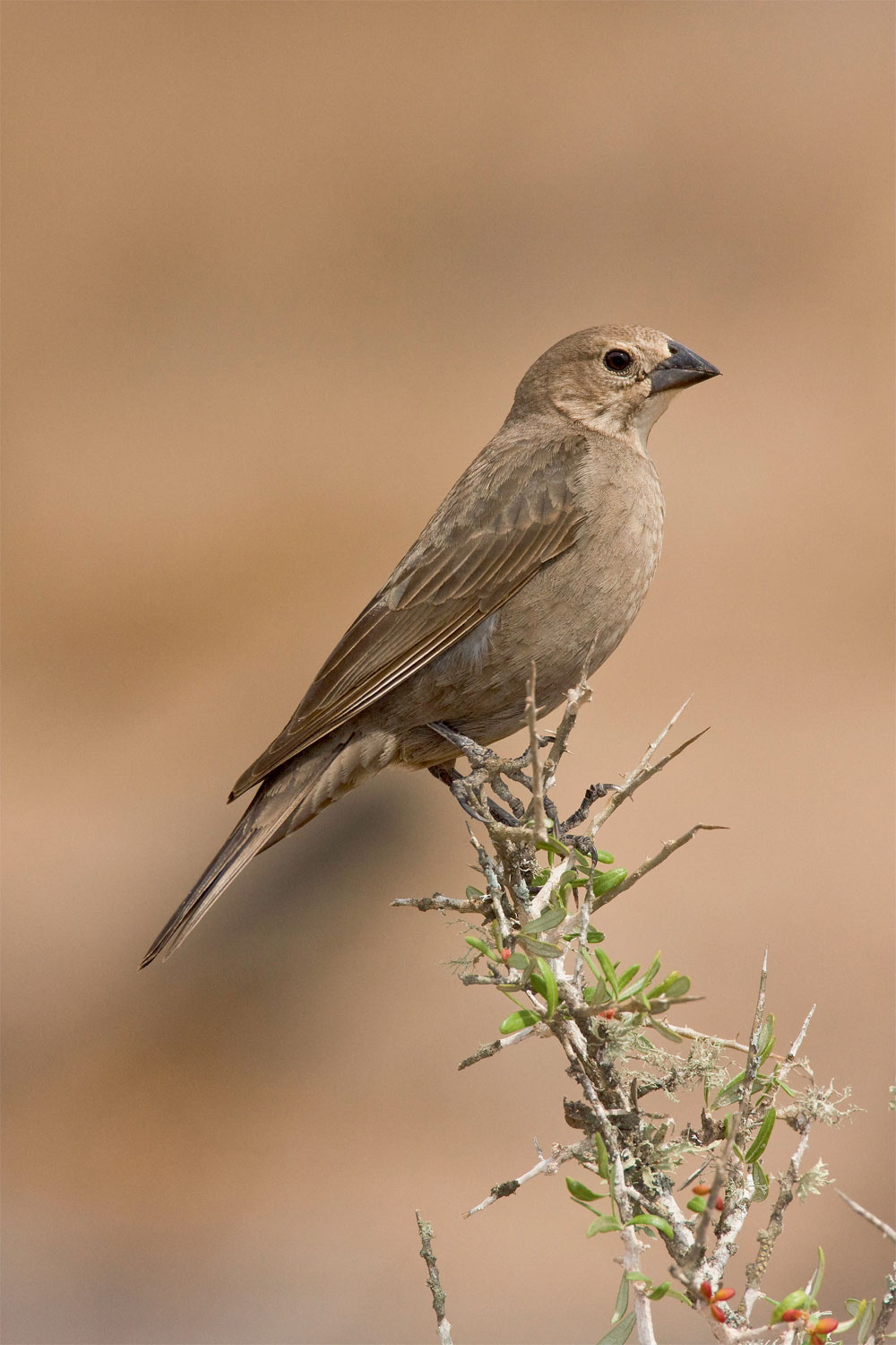 Les oiseaux parasites de couvée autour du monde