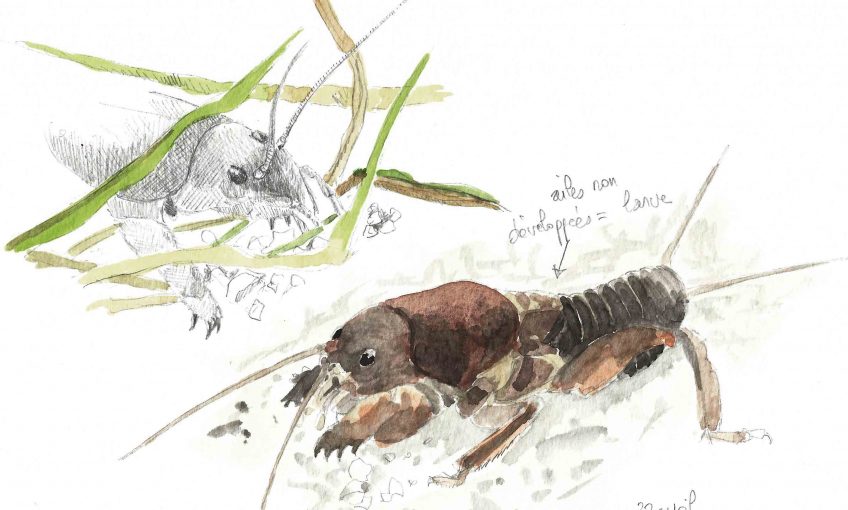 Courtillière monstre au jardin La Salamandre