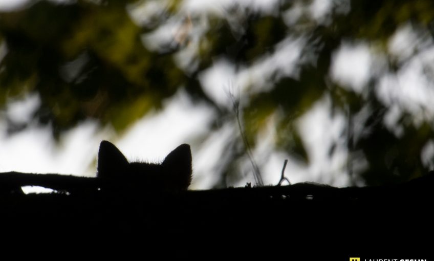 Histoires d'images - L'odyssée du renard