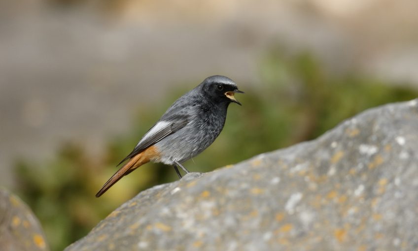 Chants Doiseaux Leçon 4 La Salamandre