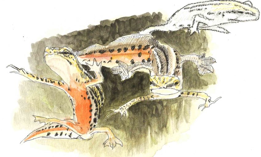 Tritons, des dragons au jardin - La Salamandre