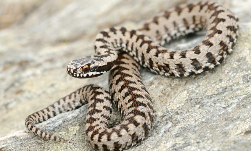 Elle a fait de sa peur des serpents son métier - vipère péliade