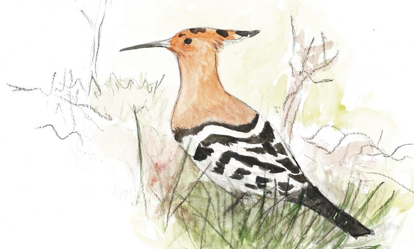 Huppe, notre plus bel oiseau du monde - La Salamandre