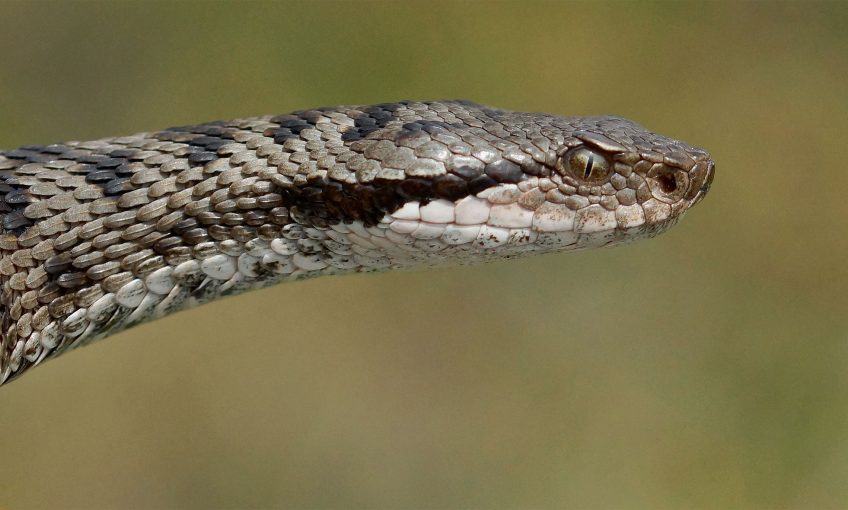 La vipère est menacée d'extinction à cause de la perte de ses habitats