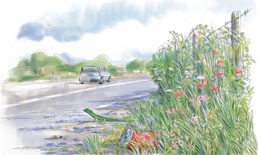 Explorez la biodiversité insoupçonnées des bords de route