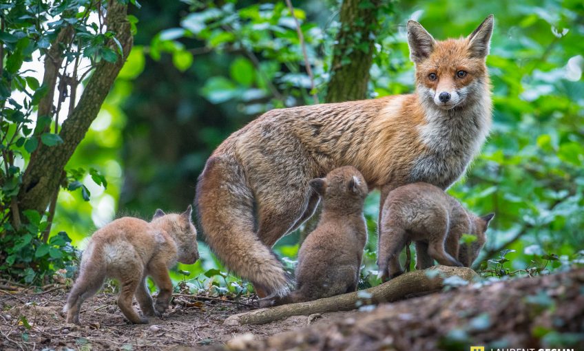 Histoires d'images - L'odyssée du renard