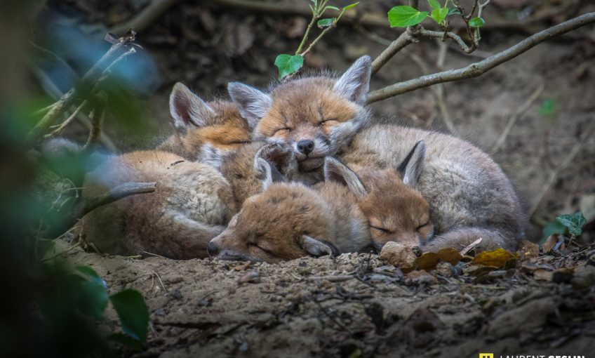 Histoires d'images - L'odyssée du renard