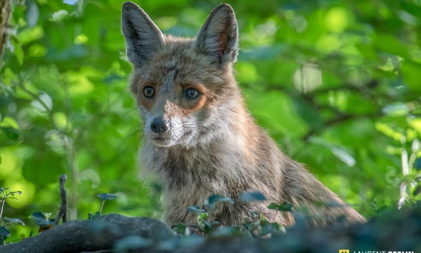 Histoires d'images - L'odyssée du renard