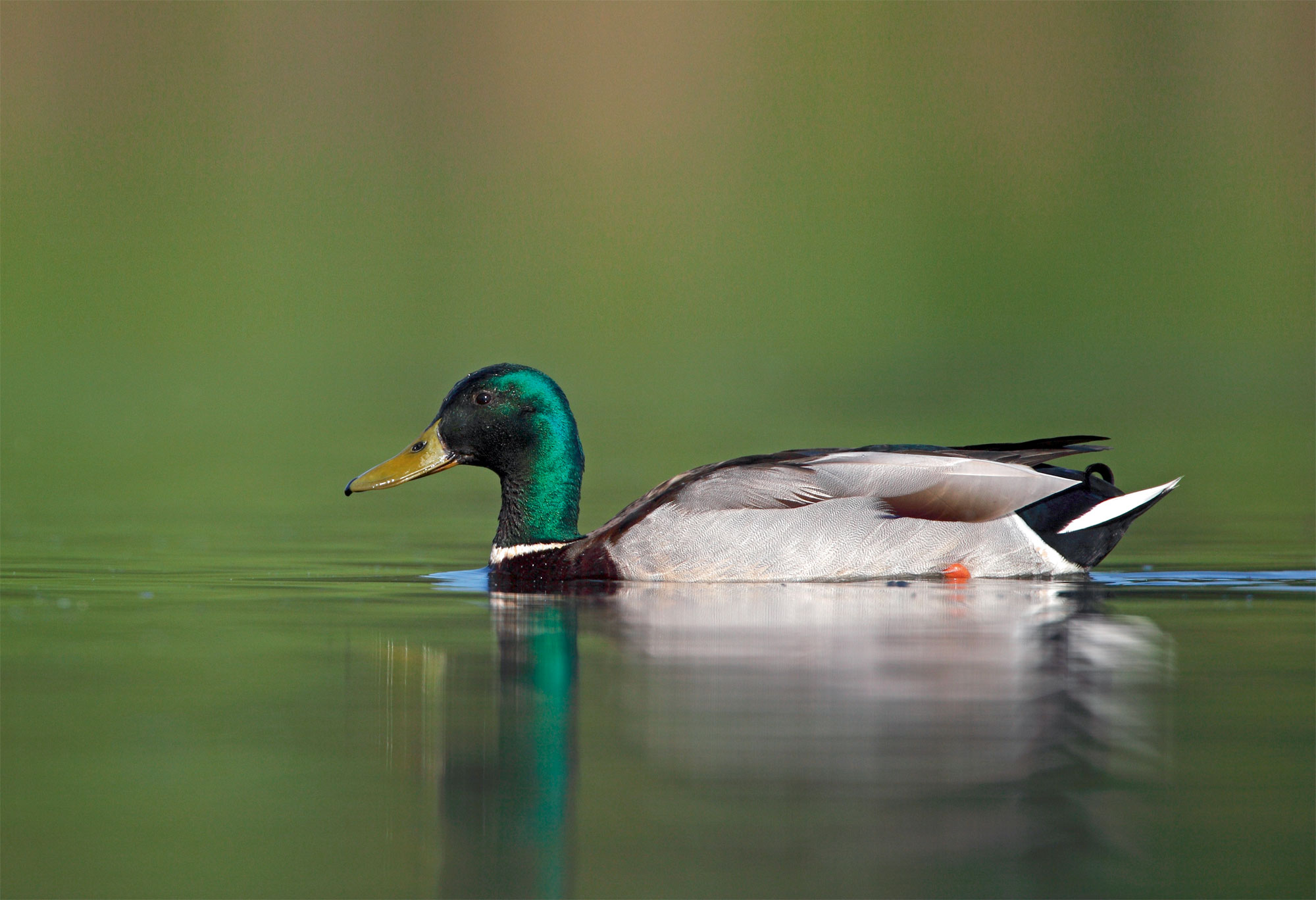 Pourquoi les canards mâles disparaissent-ils en été ?