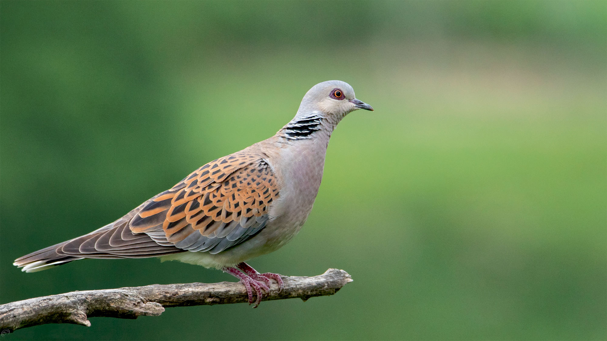 Il protège les châtaigniers du bocage vendéen