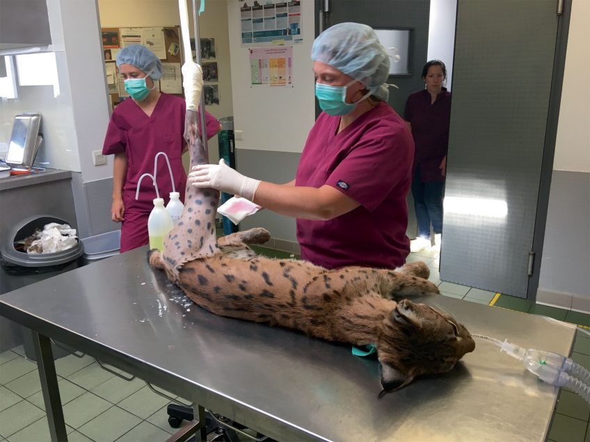 Lynx blessé soigné par le Centre Athénas