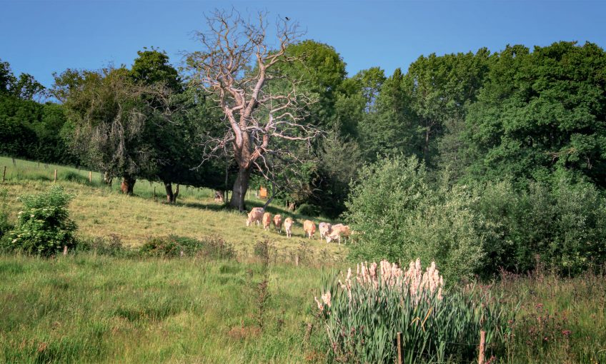 Il protège les châtaigniers du bocage vendéen