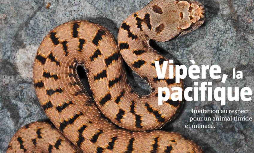La salamandre 252 Vipère la pacifique