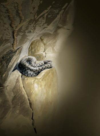 A la recherche de la vipère à sa sortie d'hibernation dans une grotte