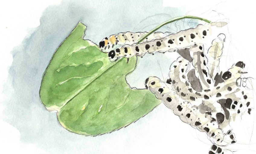 Les chenilles dévorent les fusains - La Salamandre