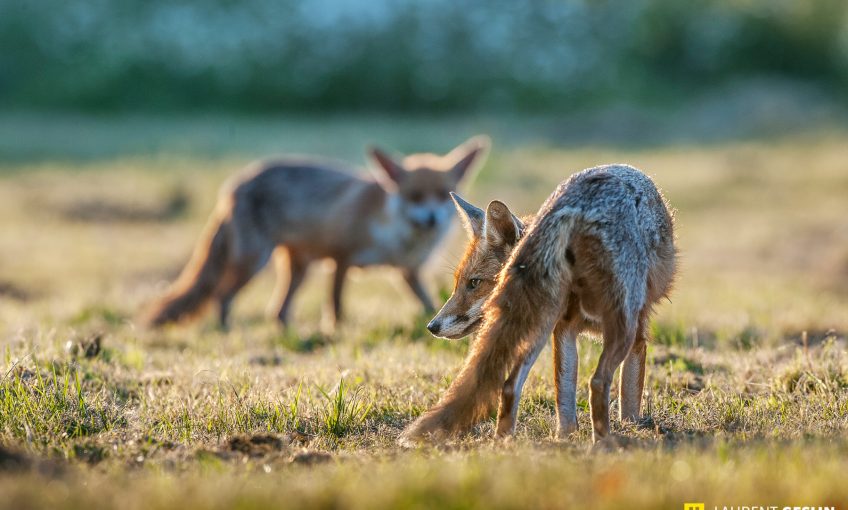 Histoires d'images - L'odyssée du renard