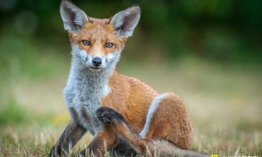 Histoires d'images - L'odyssée du renard