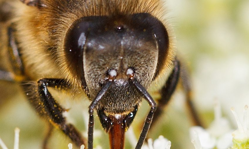 Insectes : comment voient-ils et quelles couleurs ?