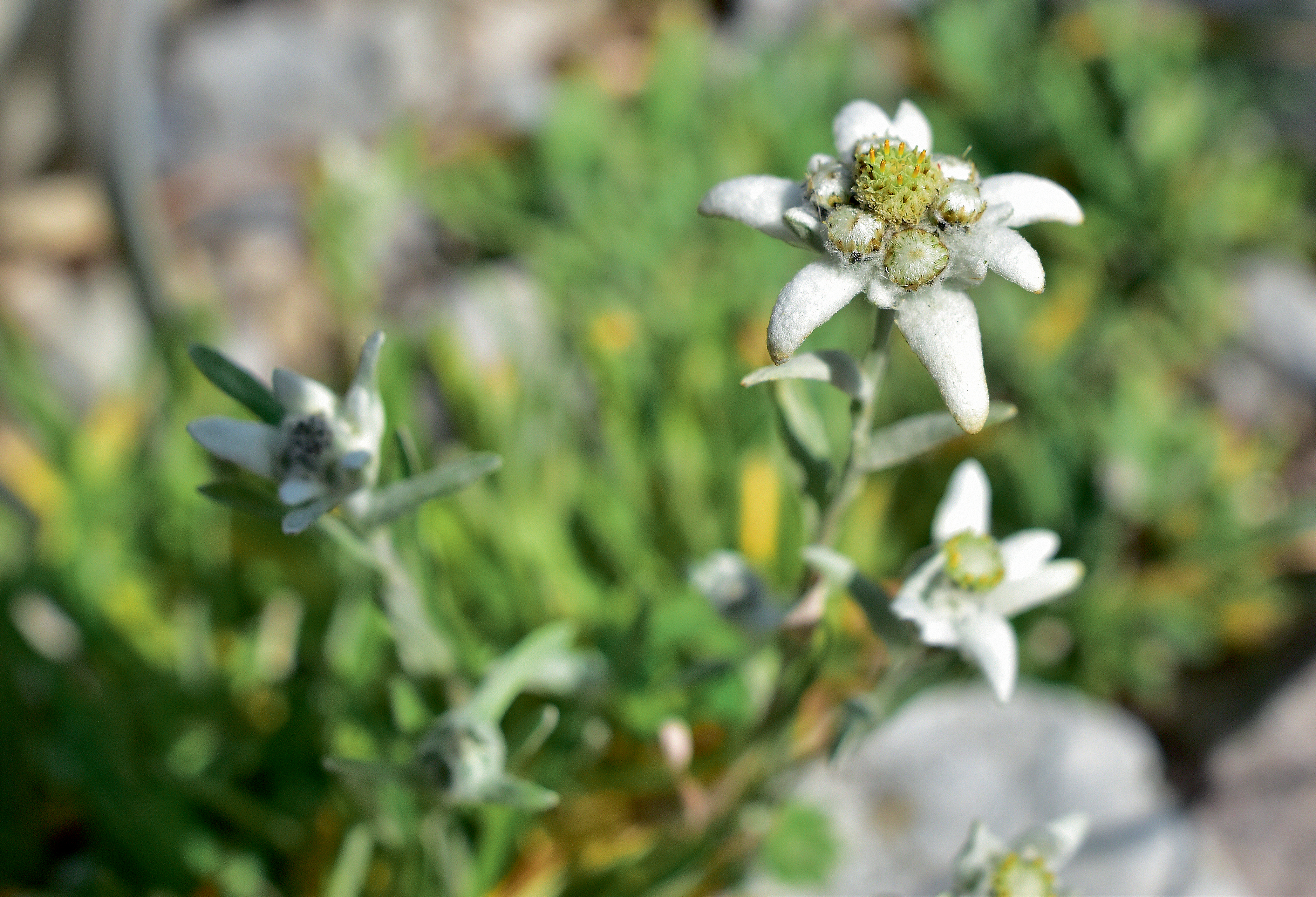 Fleurs de haute montagne, partez à leur découverte en Suisse