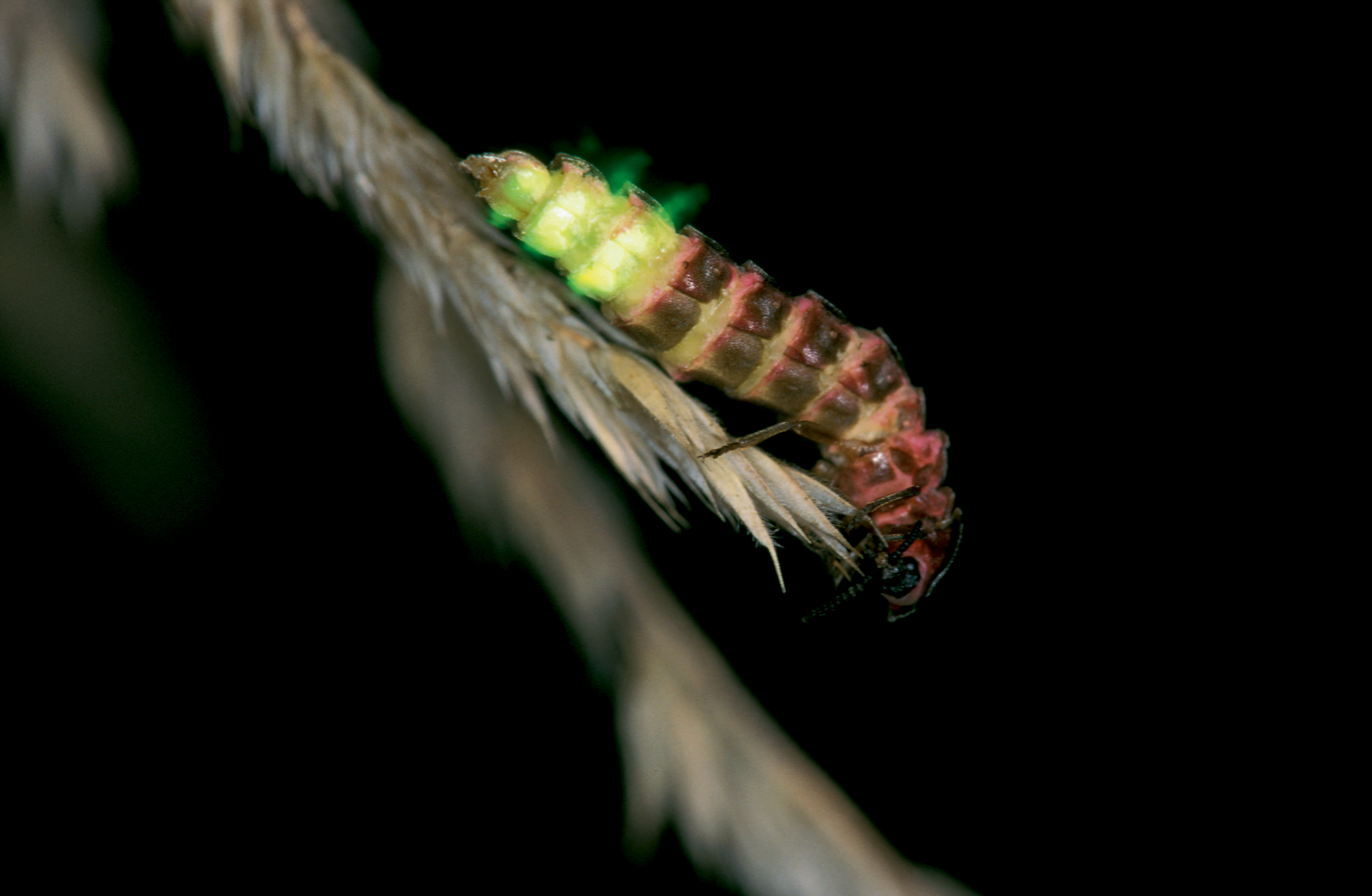 Vers luisant : l'insecte menacé par la pollution lumineuse en Pays de Gex