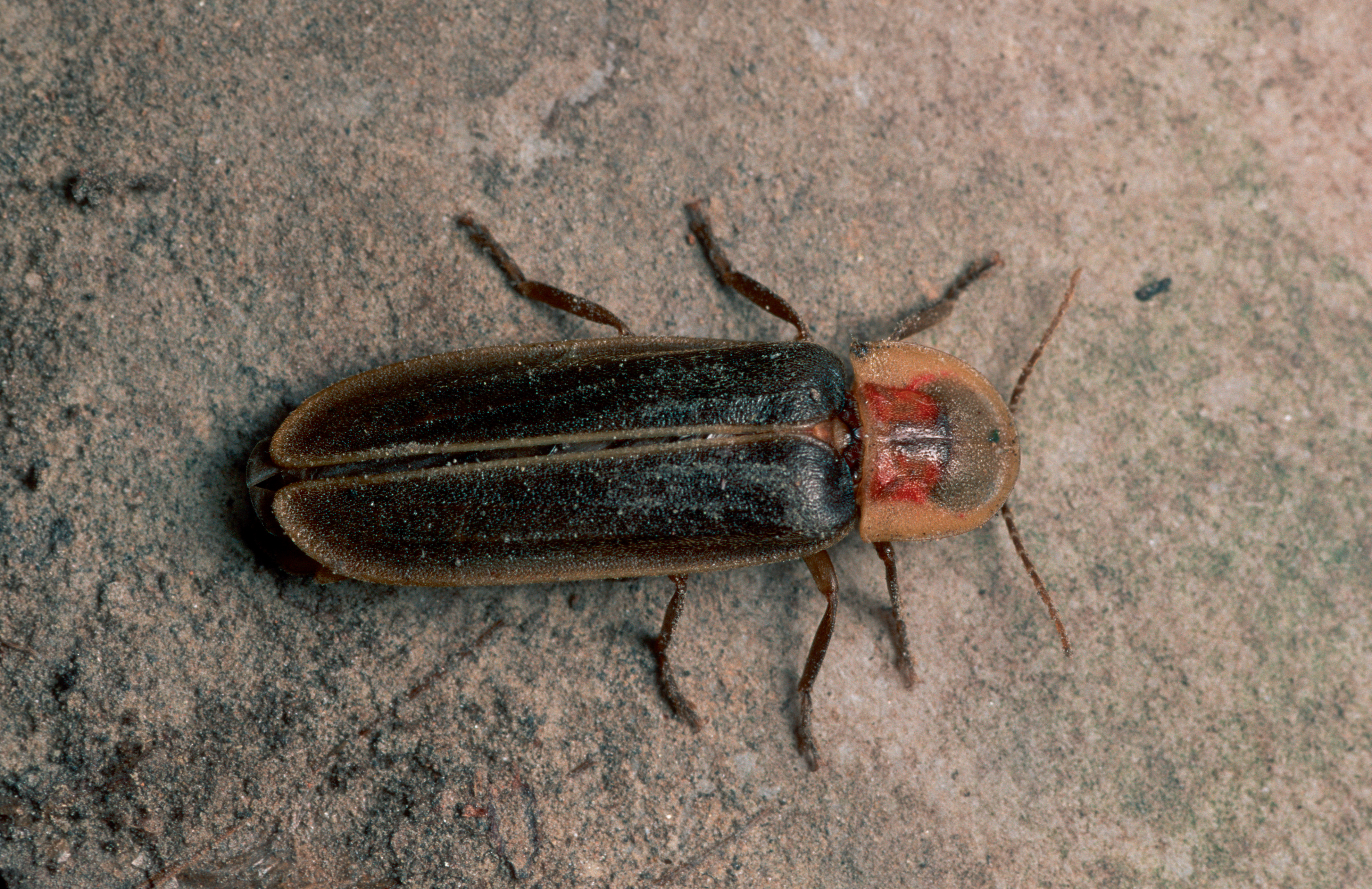 Vers luisant : l'insecte menacé par la pollution lumineuse en Pays de Gex