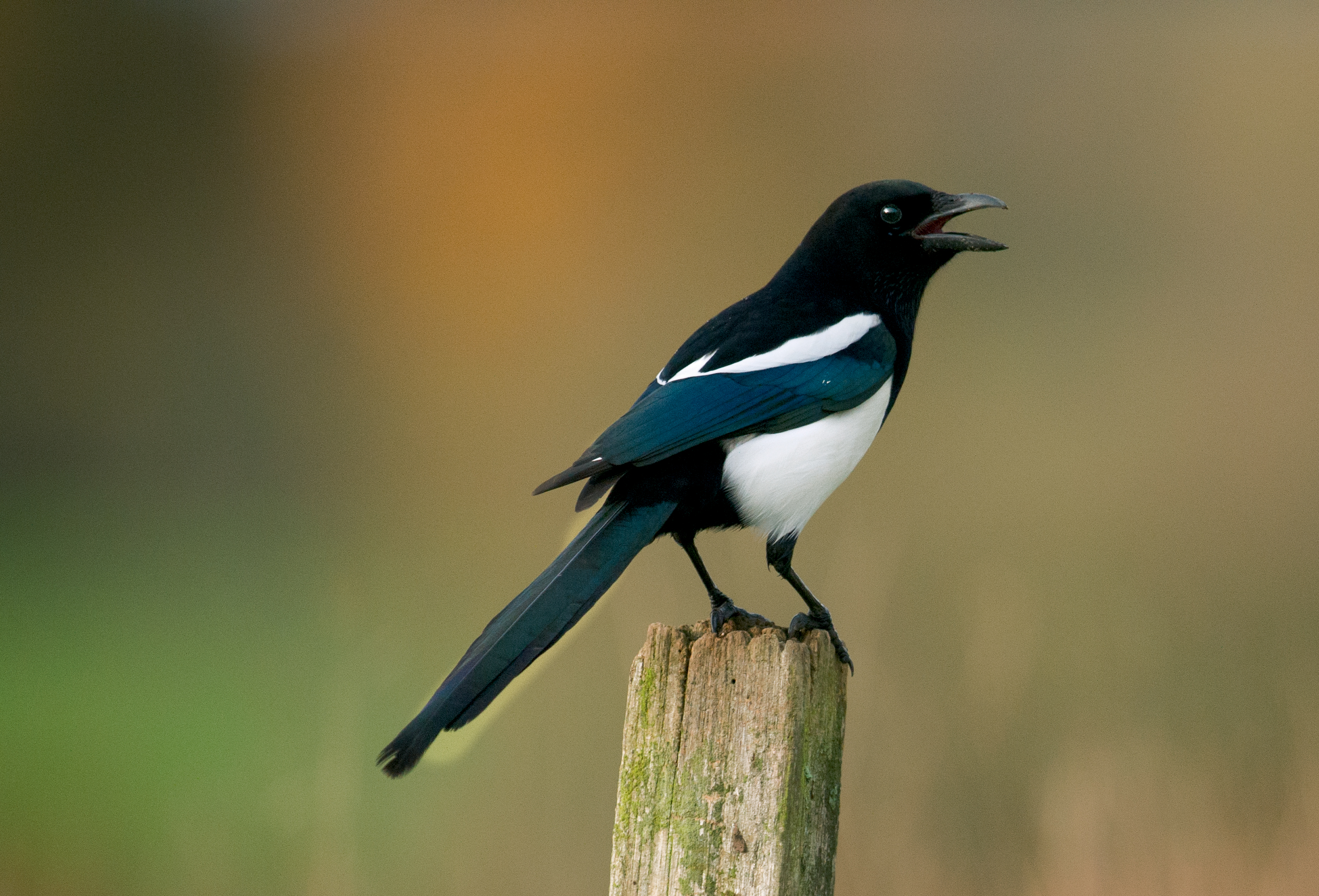 Blanc, couleur de la séduction ou de camouflage d'hiver chez les oiseaux