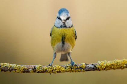 Certains Poissons Et Oiseaux Voient Une Couleur De Plus Que