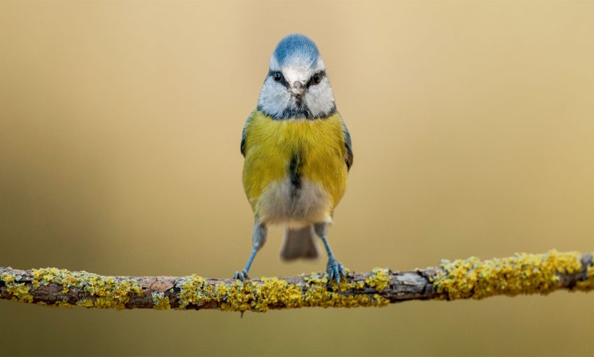 Certains poissons et oiseaux voient une couleur de plus que les humains