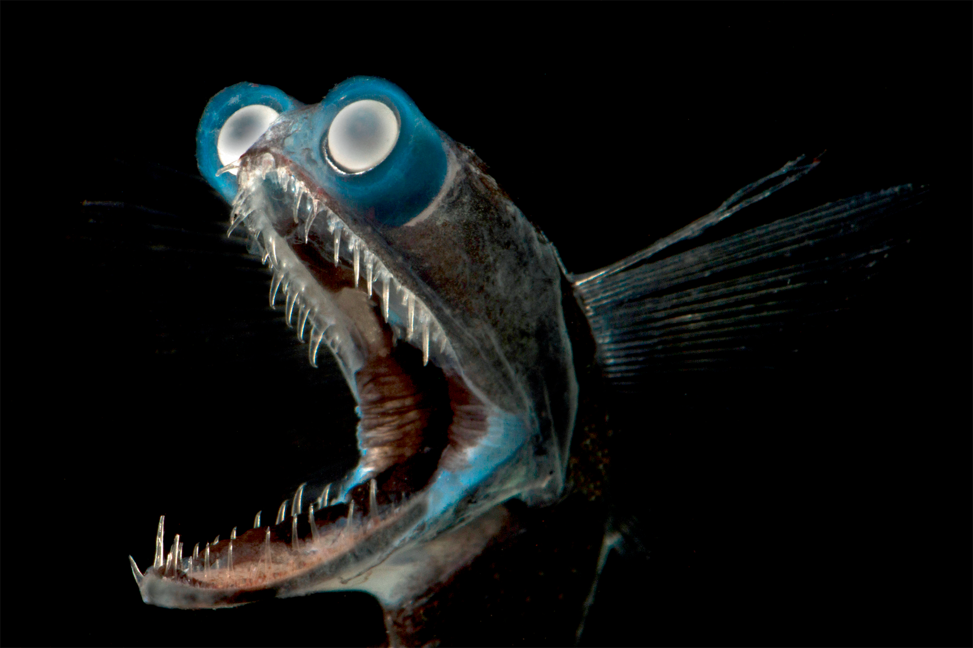 Certains poissons et oiseaux voient une couleur de plus que les humains