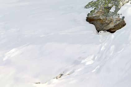 Neige : Balade sous les flocons avec Julien Perrot dans la Minute Nature -  La Salamandre