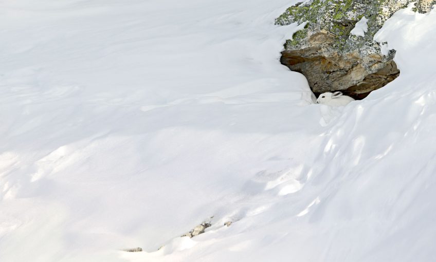 Blanc, couleur de la séduction ou de camouflage d'hiver chez les oiseaux