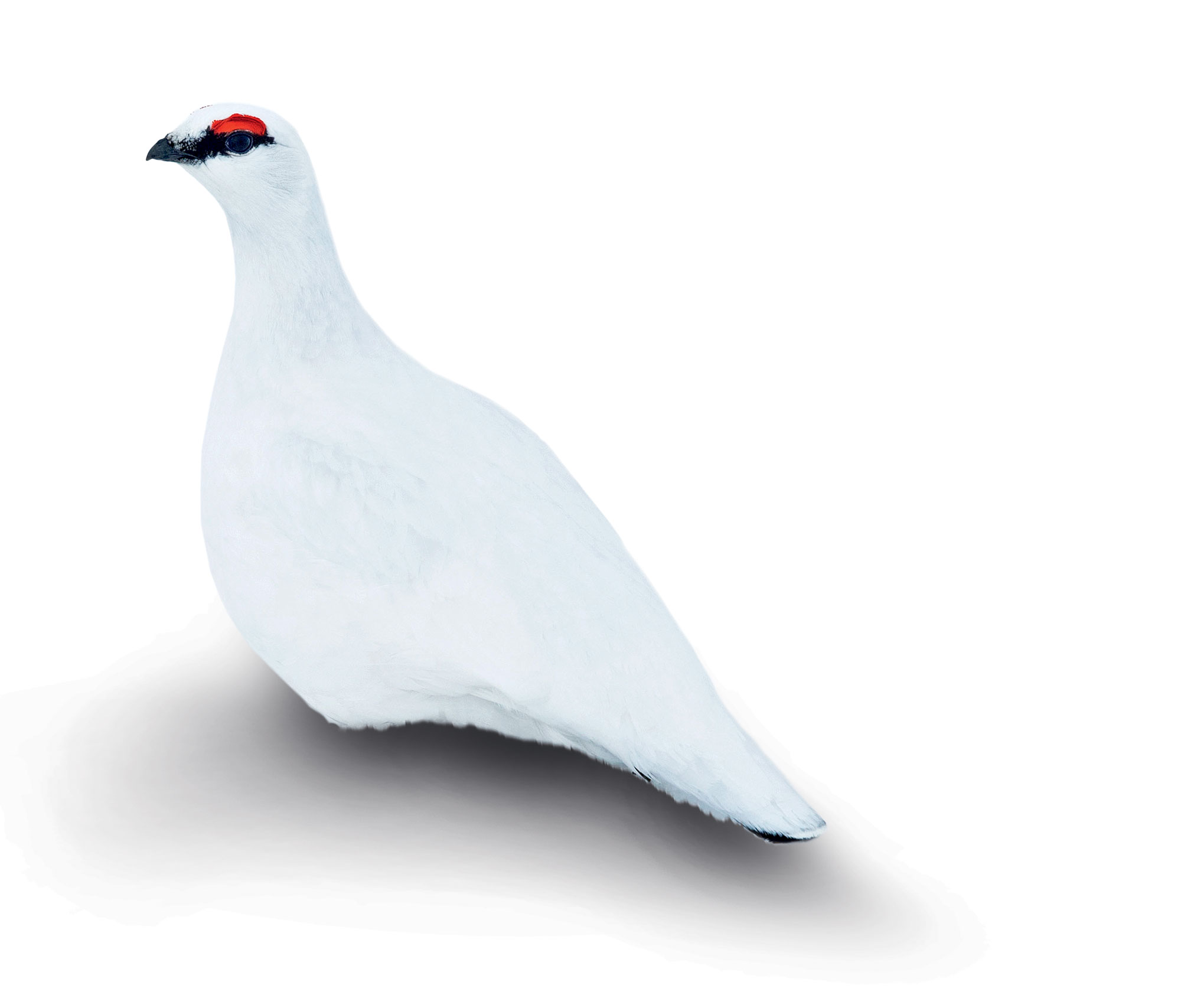 Blanc, couleur de la séduction ou de camouflage d'hiver chez les oiseaux