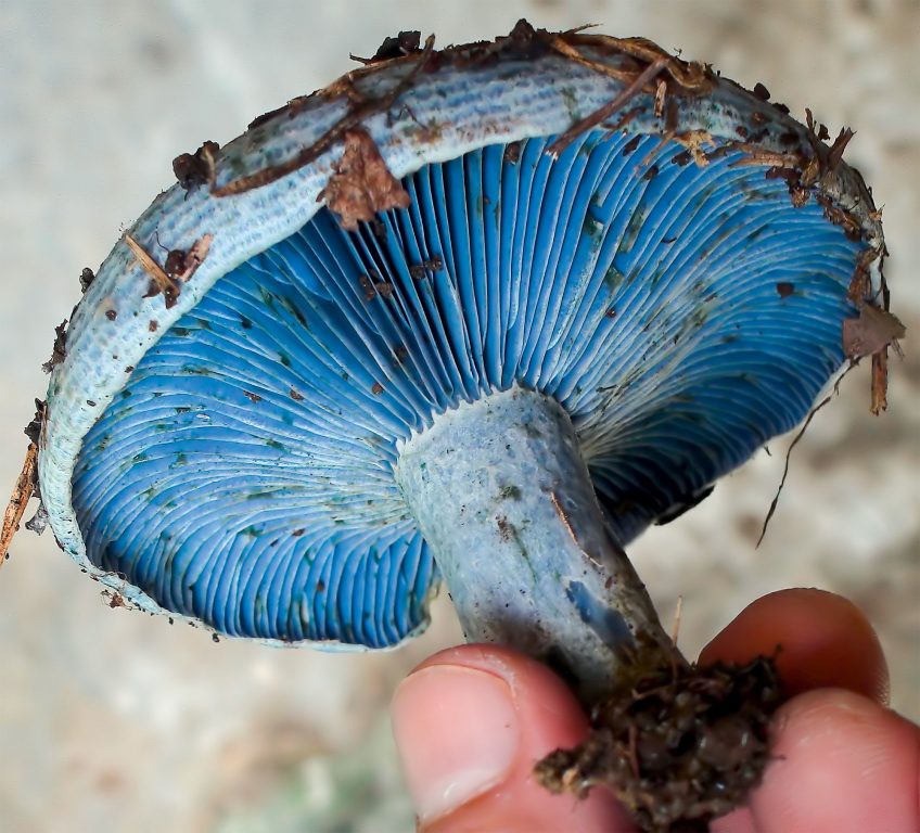 Le bleu, une couleur rare dans la nature