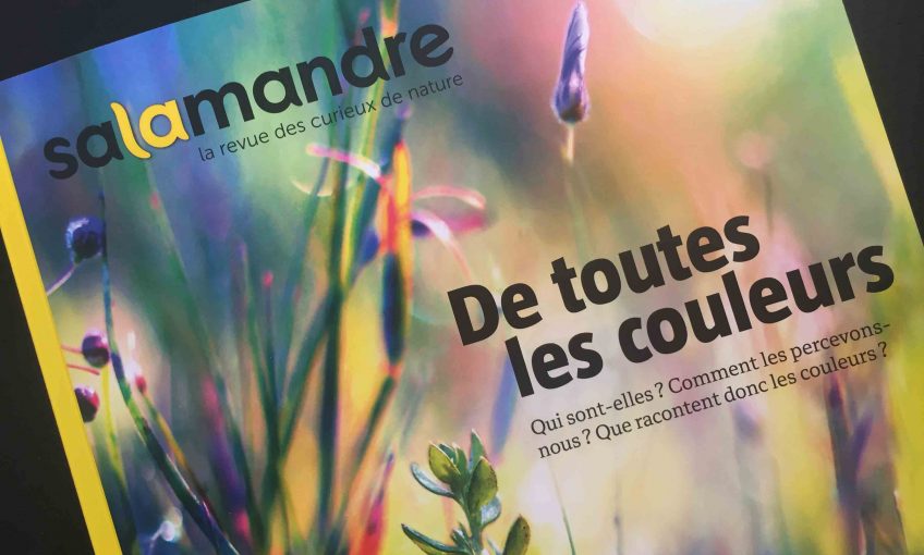 La Salamandre 253 de toutes les couleurs