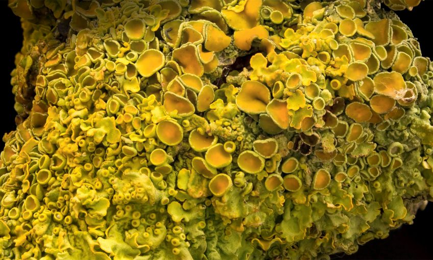 Jaune, quelles sont ses significations dans la nature