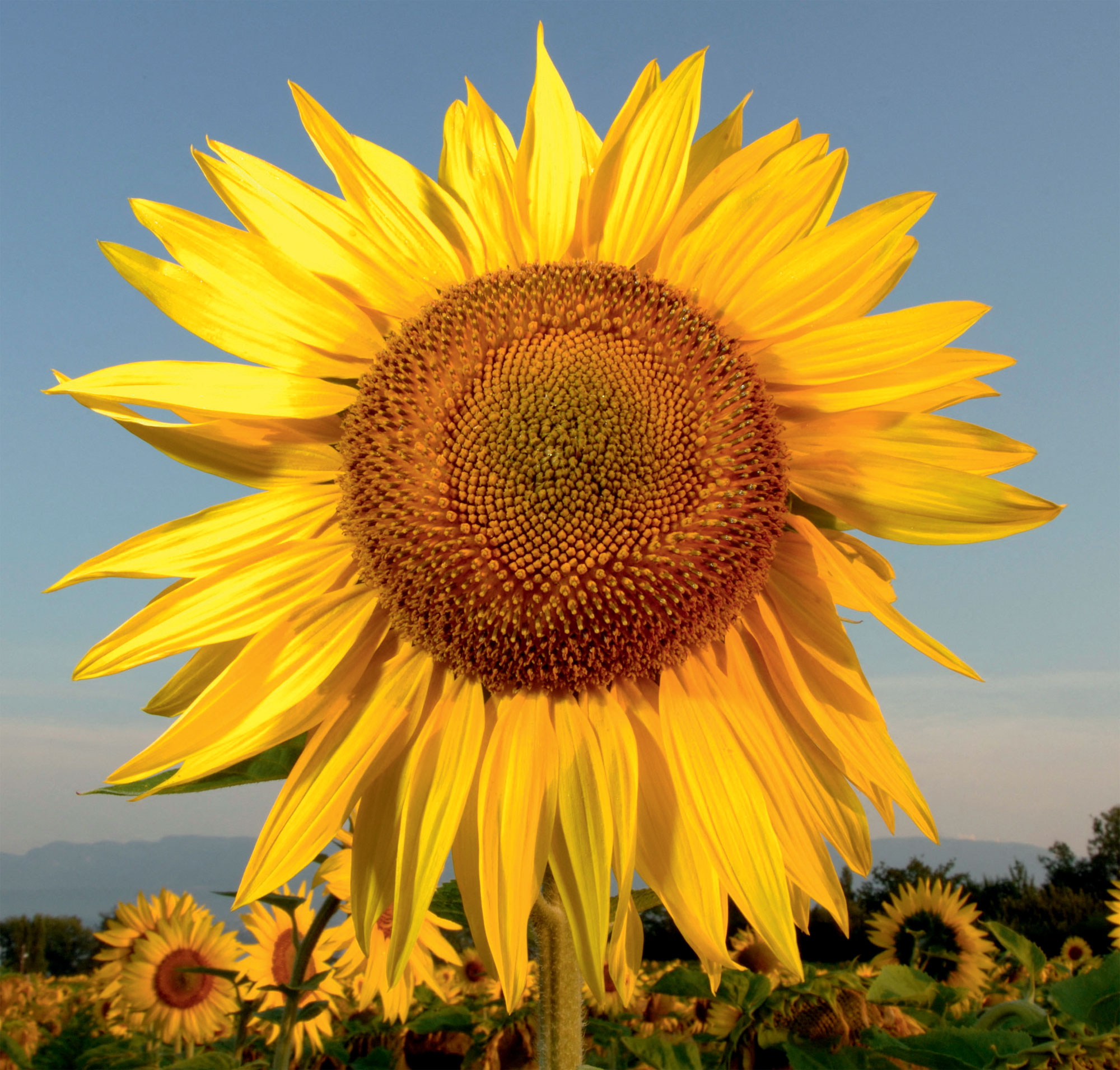 Jaune, quelles sont ses significations dans la nature