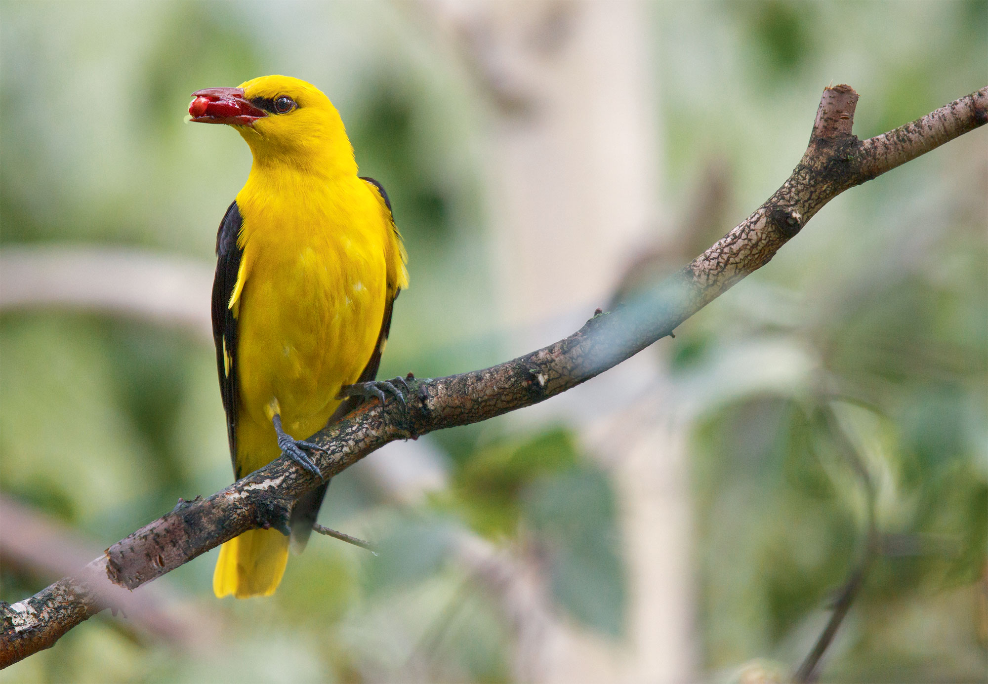 Jaune, quelles sont ses significations dans la nature